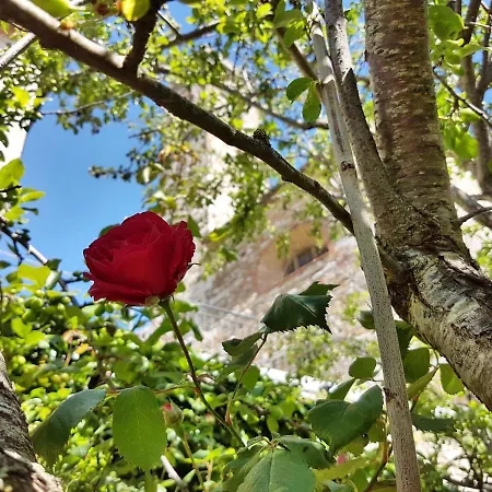 La Rosa Dei Vespucci Historic